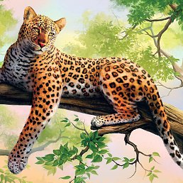 ������, ������, 51 ���