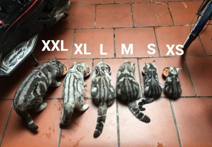    XS  XXL