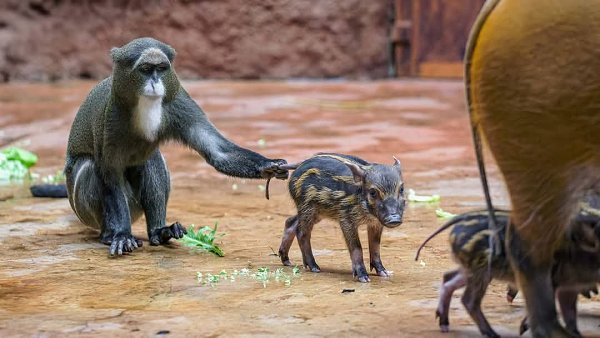 :)         (- ttkoun africk)  ... - 3