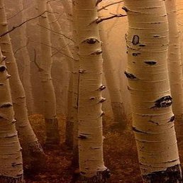 �������, �����-���������, 40 ���