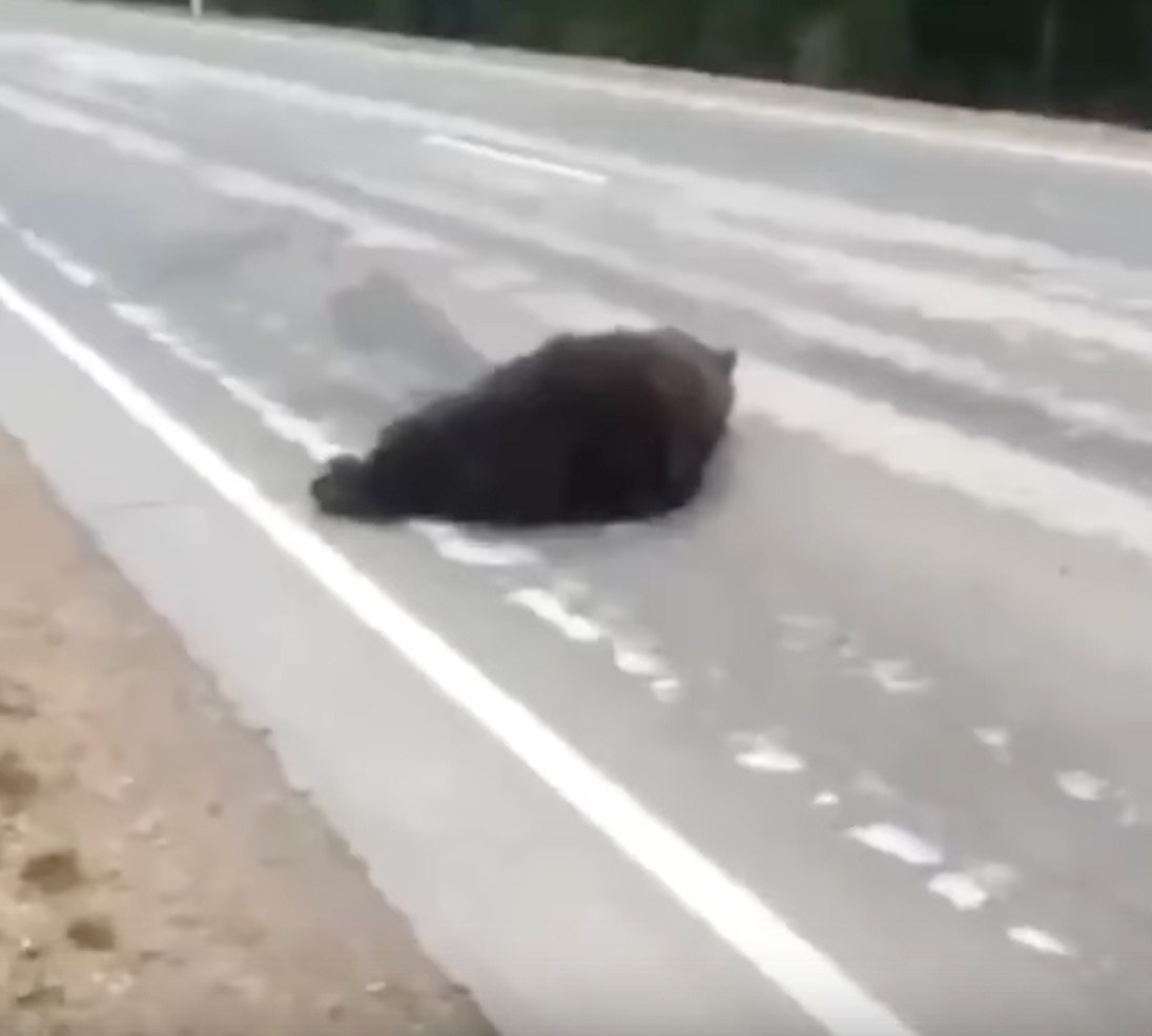  poo eoa e a oo  aoopo. pa pao, poea o, aea ...