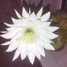 ����� ����, ���������, 40 ���