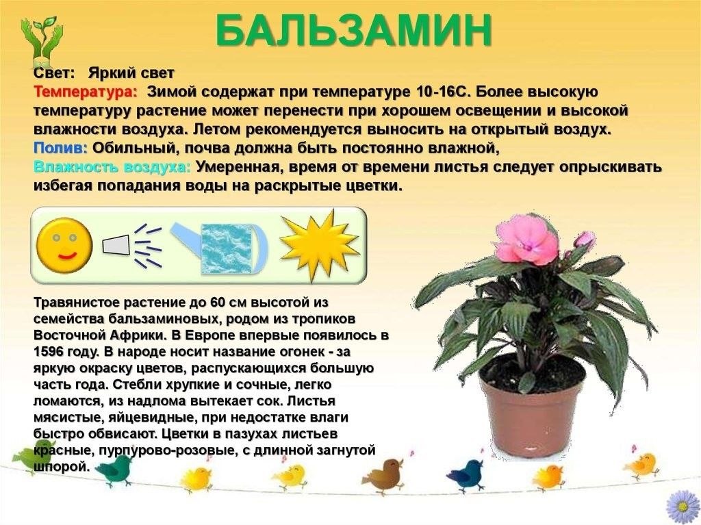 Клуб ЦветоМанов - 15 сентября 2025 в 18:17 - 2