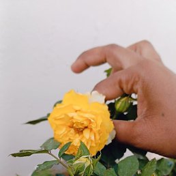 Shesh Mani, ����, 32 ����