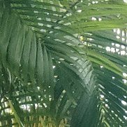 �����, 41 ���, ������