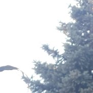 ������, 54 ����, �����-���������