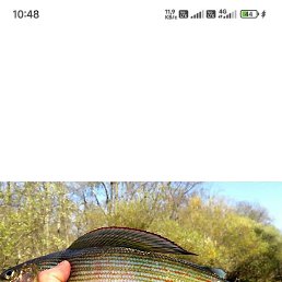 �������, ������, 56 ���