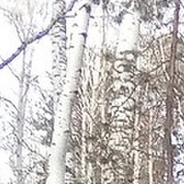 ����, ������ �����, 44 ����