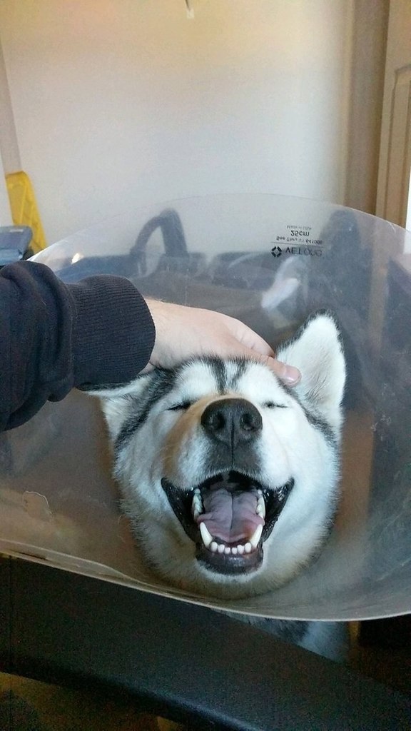 Сказал ему, что он лучший в мире пёс