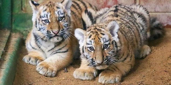 � ���������� �������� �������� ��� �������� ��������. ������ ��������� �� ���� ��� � ����� �������, ...