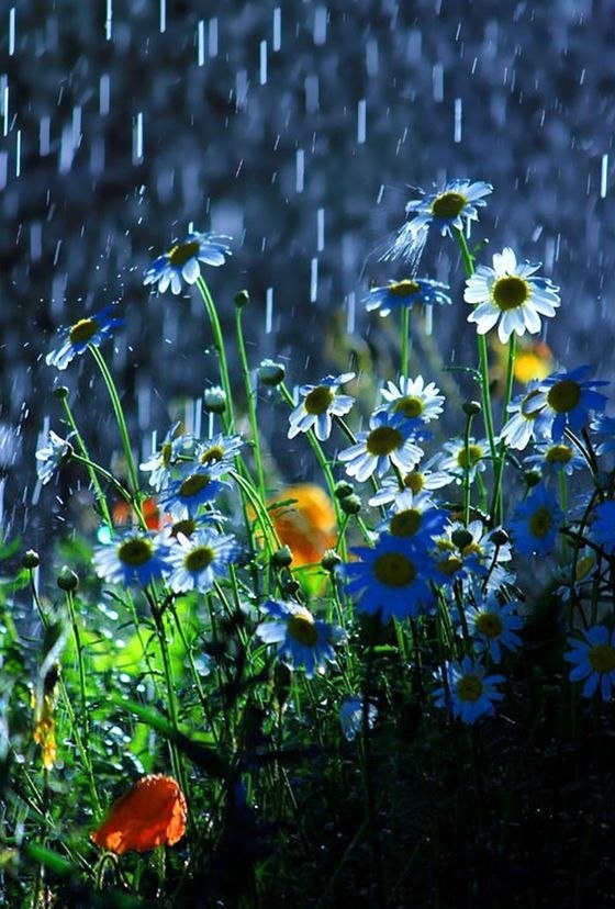 ...Выбирайте слова и не повышайте голос. Цветы растут от дождя, а не от грома...