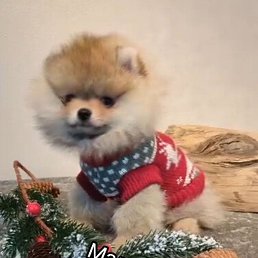 ������ ������, ����, 55 ���