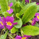 ���� ������, ����������, 53 ���� - ��������� 25 ������ 2026 � ������ ���� ����������