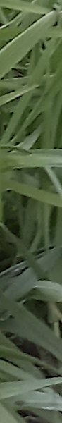 , 45 , 