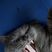 ������, 50 ���, ��������