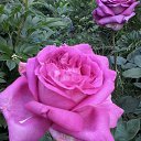 ���� ������ - (�� ��������), ����-����������� - ��������� 3 ����� 2026 � ������ ������������