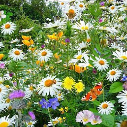 ��������, ������, 52 ����