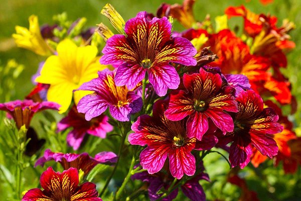  (Salpiglossis)         , ... - 8