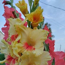 �����, �����, 51 ���