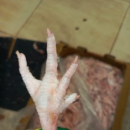 ���� �����, ������ ��������, 45 ��� - ��������� 18 ������ 2023