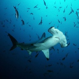 ����, �����������