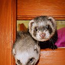 ���� �������, �������, 42 ���� - ��������� 8 ������� 2025 � ������ ���� ����������