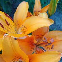 ����, ������, 65 ���