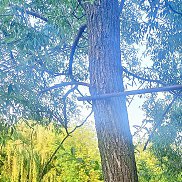 �������, 41 ���, ������