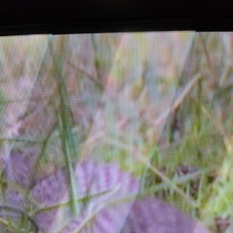 �����, ������, 43 ����