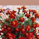 ���� ����, ������, 55 ��� - ��������� 17 ������� 2023 � ������ ���� ����������