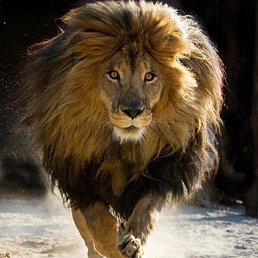 �����, �����������, 38 ���