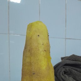  , , 33 