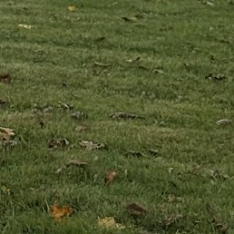 �����, �����-���������, 44 ����