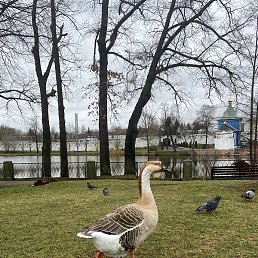 ��������, ������, 64 ����