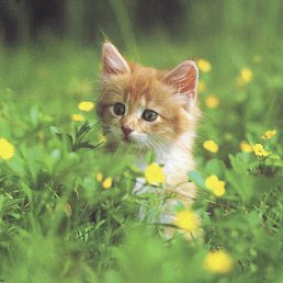 �������, �����-���������, 63 ����