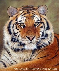 ����, ������, 74 ����