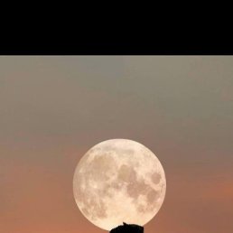 �����, ���������