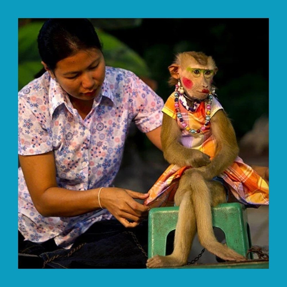  AirAsia        .    ... - 2