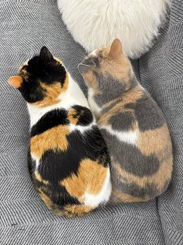 �����������