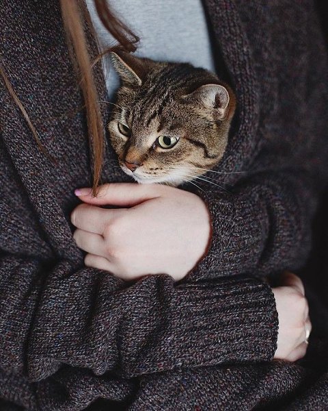 Всемирный день памяти домашних животных! Каждый год второй вторник июня во всём мире отмечается день ... - 2