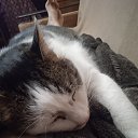 ���� ����������, �������, 43 ���� - ��������� 9 ������� 2024 � ������ ���� ����������