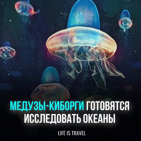 Ученые технологического института думали думали и придумали разработать робота-медузу-киборга для ...