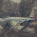  , -, 37  -  14  2024