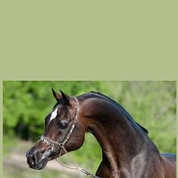 Man, ��������, 20 ���