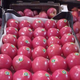 ���� ������� �������, ��������������, 44 ���� - ��������� 21 ����� 2024