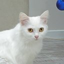 ���� �������, �������, 42 ���� - ��������� 8 ������� 2025 � ������ ���� ����������