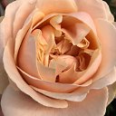 ���� ����, ������, 41 ��� - ��������� 16 ������ 2024