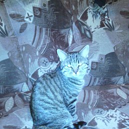 ���� ������, ���������, 46 ��� - ��������� 8 ���� 2026