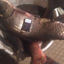 ���� ����, ������, 44 ���� - ��������� 8 ������� 2025 � ������ ���� ����������