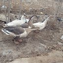 ���� Narzullo, �����-���������, 31 ��� - ��������� 4 ������� 2024 � ������ ���� ����������